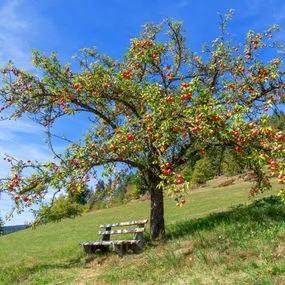 Apple tree Discovery (Malus Domestica) Img 3